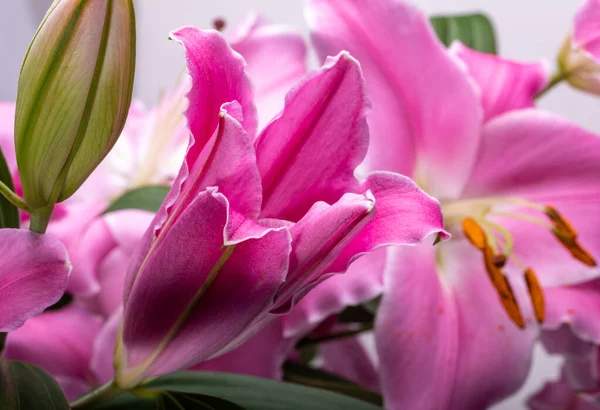 Zbliżenie Różowych Kwiatów Lilii Typowe Nazwy Dla Gatunków Tym Rodzaju — Zdjęcie stockowe