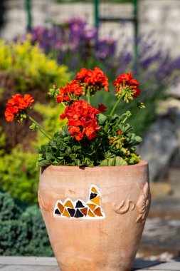 Bahçede açan kırmızı sardunya (pelargonyum) çiçekleri