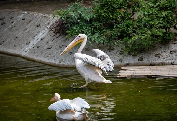 Pájaros Pelícanos Blancos Estanque Día Soleado —  Fotos de Stock