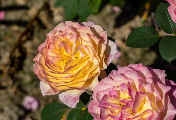 庭の枝にカラフルなバラの花 — ストック写真