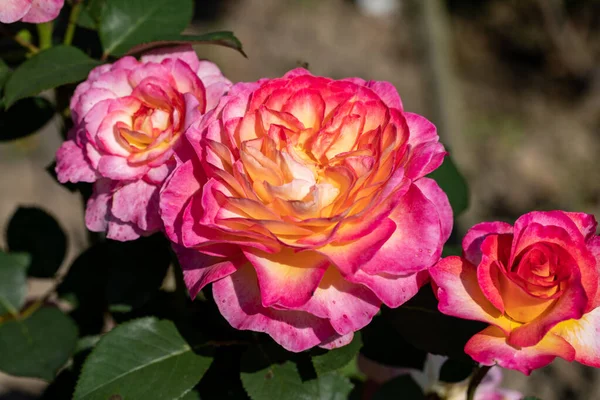 Fleurs Roses Colorées Sur Branche Dans Jardin — Photo