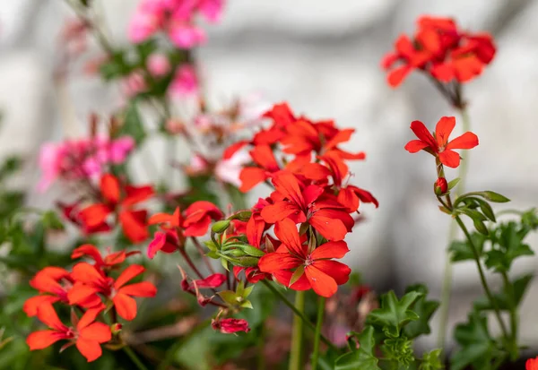 Červené Muškát Pelargonium Květiny Kvetoucí Zahradě — Stock fotografie
