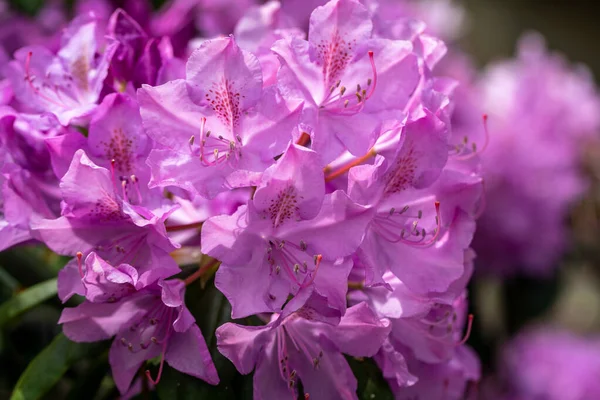 Blühende Rosa Blüten Von Rhodenron Eine Tolle Dekoration Für Jeden — Stockfoto