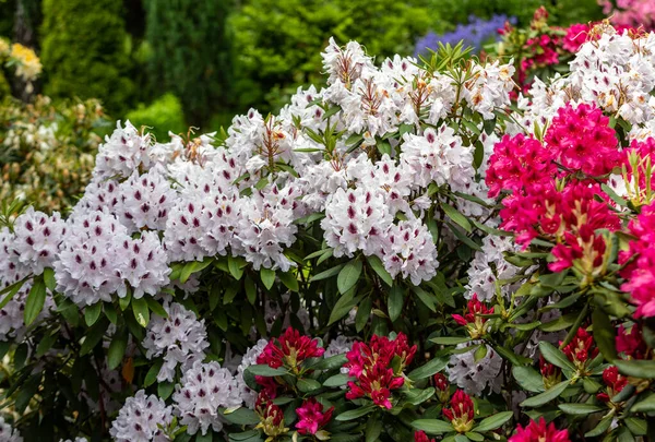 Blühende Rote Und Weiße Blüten Von Rhodenron Eine Tolle Dekoration — Stockfoto