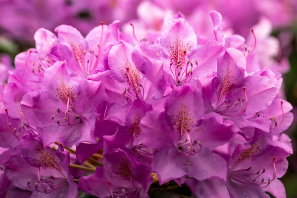 Fiori Rosa Fioriti Rhodenron Una Grande Decorazione Qualsiasi Giardino — Foto Stock