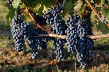 Üzüm bağındaki kırmızı merlot üzümlerini kapatın. Aziz Emilion, Gironde, Aquitaine. Fransa