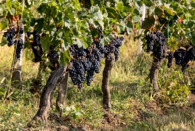 Saint Emilion bölgesindeki şarap hasadından önce şarap bahçesinde şarap sıraları üzerinde olgun kırmızı şarap üzümleri. Fransa