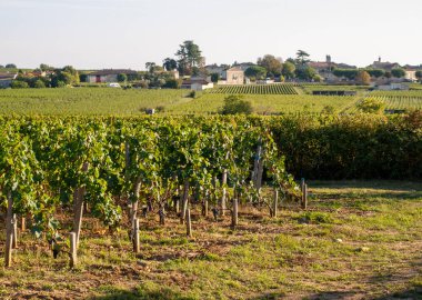 Saint Emilion bölgesindeki şarap hasadından önce şarap bahçesinde şarap sıraları üzerinde olgun kırmızı şarap üzümleri. Fransa