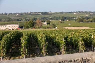 Saint Emilion bölgesindeki şarap hasadından önce bir vienyard 'da şarap sıralarında olgunlaşmış kırmızı üzümler. Fransa