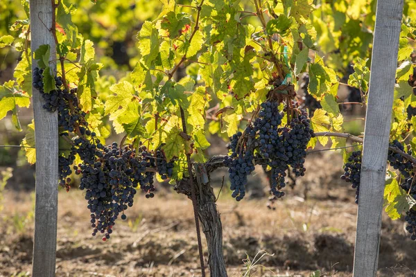 Uvas Tintas Preparadas Para Vendimia Producción Vino Medoc Francia — Foto de Stock