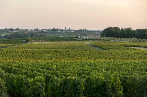 Saint Emilion Bölgesindeki Şarap Hasadından Önce Şarap Bahçesinde Şarap Sıraları — Stok fotoğraf