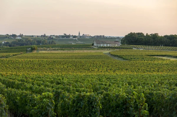 Zralé Červené Merlot Hrozny Řadách Vinic Vienyard Před Sklizní Vína — Stock fotografie