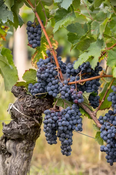 Sluiten Van Rode Merlot Druiven Wijngaard Emilion Gironde Aquitaine Frankrijk — Stockfoto