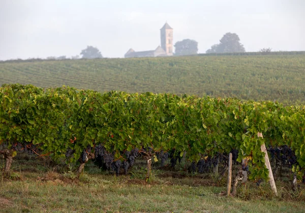 Ochtend Licht Wijngaarden Van Saint Georges Montagne Bij Saint Emilion — Stockfoto