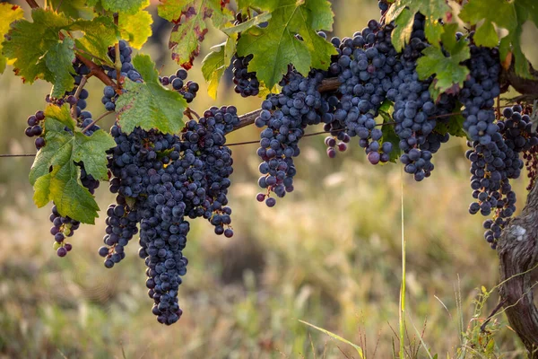 Raisins Vin Rouge Prêts Récolte Production Vin Saint Emilion France — Photo
