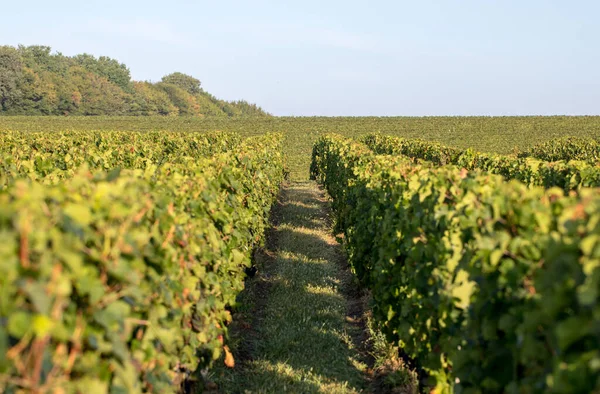 Rijp Rode Merlot Druiven Rijen Wijnstokken Een Vienyard Voor Wijnoogst — Stockfoto