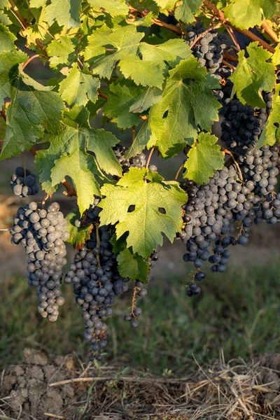 赤ワインブドウは収穫とワイン生産の準備ができています フランスのサンエミリオン — ストック写真