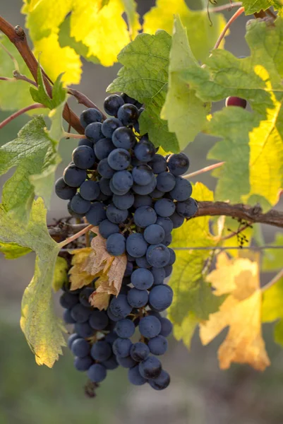 Primer Plano Uvas Rojas Merlot Viñedo Emilion Gironde Aquitania Francia — Foto de Stock