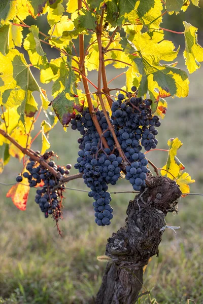 在吉隆德圣埃米利翁附近的蒙塔格涅葡萄园 成熟的梅洛特葡萄被温暖的晚霞照亮了 — 图库照片
