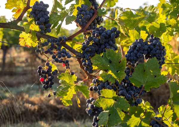 Üzüm Bağındaki Kırmızı Merlot Üzümlerini Kapatın Aziz Emilion Gironde Aquitaine — Stok fotoğraf