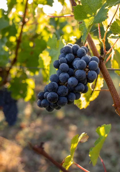 Sluiten Van Rode Merlot Druiven Wijngaard Medoc Gironde Aquitaine Frankrijk — Stockfoto