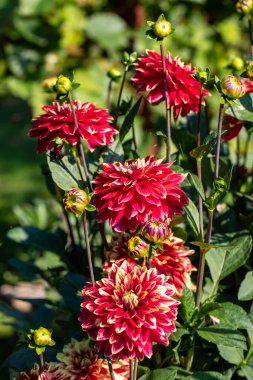 Bahçede çiçek açan kırmızı Dahlia çiçeğinin yakın çekimi