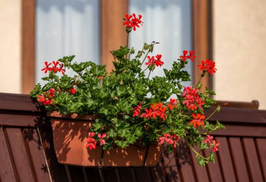 Bahçede açan kırmızı sardunya (pelargonyum) çiçekleri