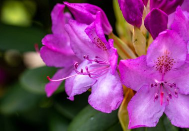 Rhodenron 'un pembe çiçekleri. Her bahçe için büyük bir süs.