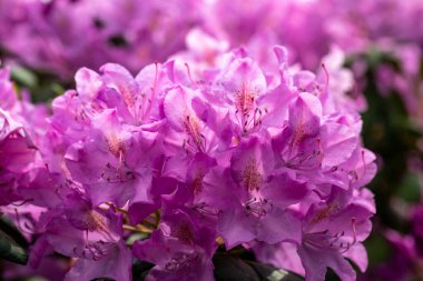 Rhodenron 'un pembe çiçekleri. Her bahçe için büyük bir süs.