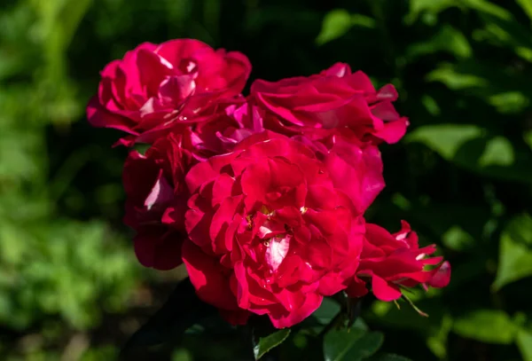 Rosas Rojas Flores Rama Jardín —  Fotos de Stock