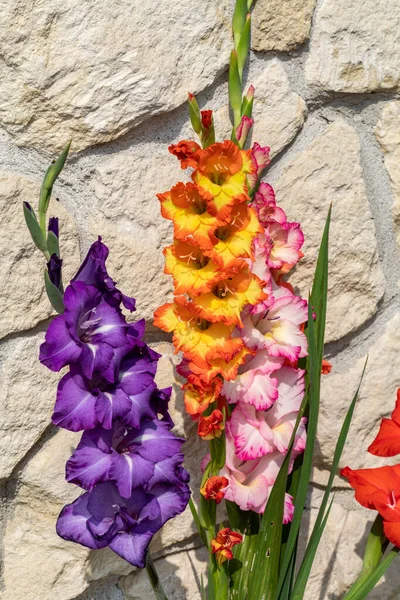 Cabeça Flor Gladiolus Contra Fundo Uma Parede Calcário — Fotografia de Stock