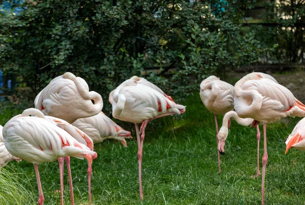 Стадо Розовых Фламинго Отдыхает Траве — стоковое фото