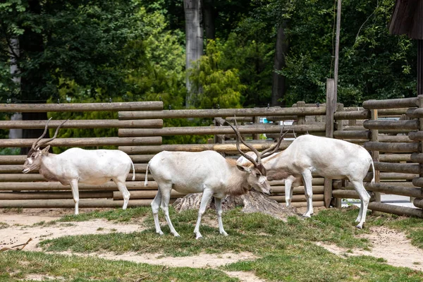 Herd Beautiful White Antelopes Addax — Stock Photo, Image