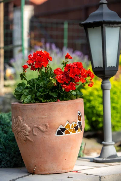 Rote Geranien Pelargonien Blühen Einem Garten — Stockfoto