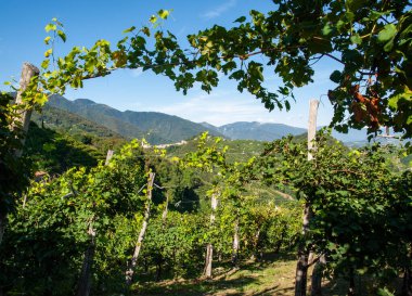 Guietta ve Guia 'daki Prosecco şaraplı üzüm bağlarıyla dolu resimli tepeler. İtalya.