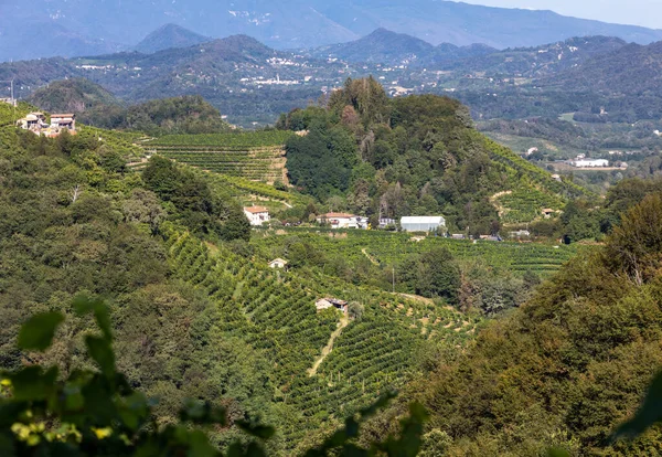 Collines Pittoresques Avec Des Vignobles Région Viticole Mousseuse Prosecco Guietta — Photo