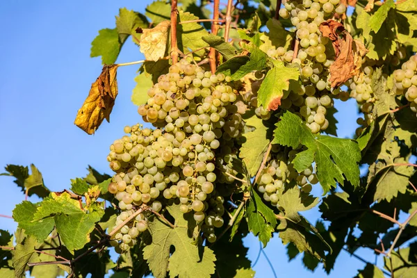 Prosecco Raisins Blancs Sur Vignoble Befor Récolte Dans Les Collines — Photo