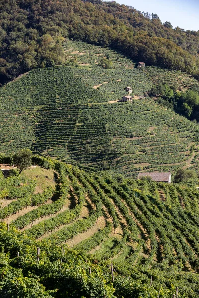 Colinas Pitorescas Com Vinhas Região Vinícola Espumante Prosecco Santo Stefano — Fotografia de Stock