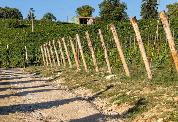 Pittoreska Kullar Med Vingårdar Proseccos Mousserande Vinregion Valdobbiadene Italien — Stockfoto