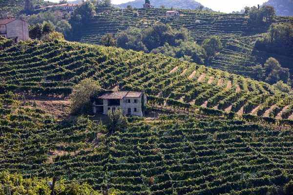 Colline Pittoresche Con Vigneti Della Regione Spumante Del Prosecco Tra — Foto Stock