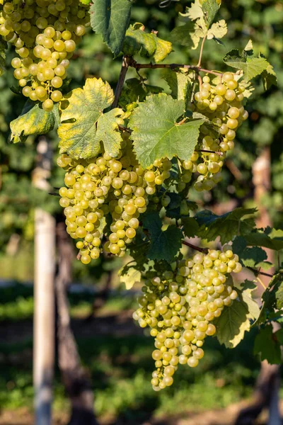 Prosecco Uvas Brancas Uma Vinha Befor Colheita Colinas Valdobbiadene Veneto — Fotografia de Stock