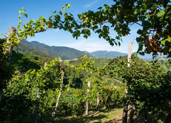 Colinas Pitorescas Com Vinhas Região Vinícola Espumante Prosecco Guietta Guia — Fotografia de Stock