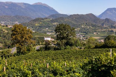 Valdobbiadene ve Conegliano arasında Prosecco şaraplı üzüm bağları bulunan Picturesque tepeleri; İtalya.
