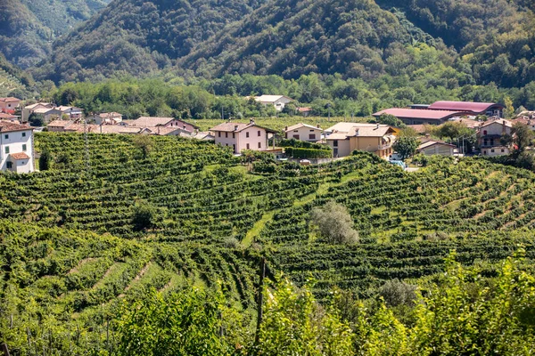 Valdobbiadene Conegliano Arasında Prosecco Şaraplı Üzüm Bağları Bulunan Picturesque Tepeleri — Stok fotoğraf