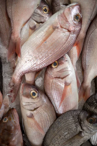 鱼市出售的鲜鱼 — 图库照片