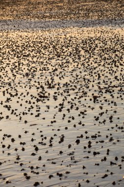 Sahil soyut, gün batımında güneş ışığını yansıtan ıslak kum 