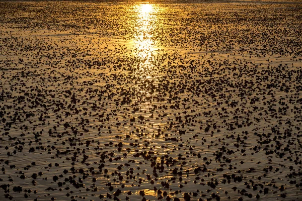 Strand Abstracte Natte Zand Reflecterende Zonlicht Bij Zonsondergang — Stockfoto