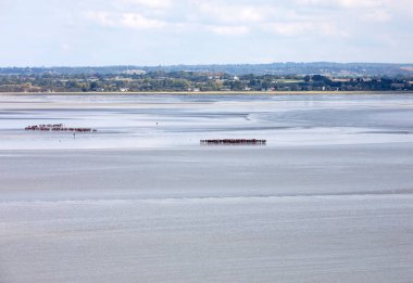 Koyda bir grup yürüyüşçü alçak gelgitte. Bilge bir rehberle körfezde yürüyüş yapmak. Mont Saint-Michel, Normandiya, Fransa 