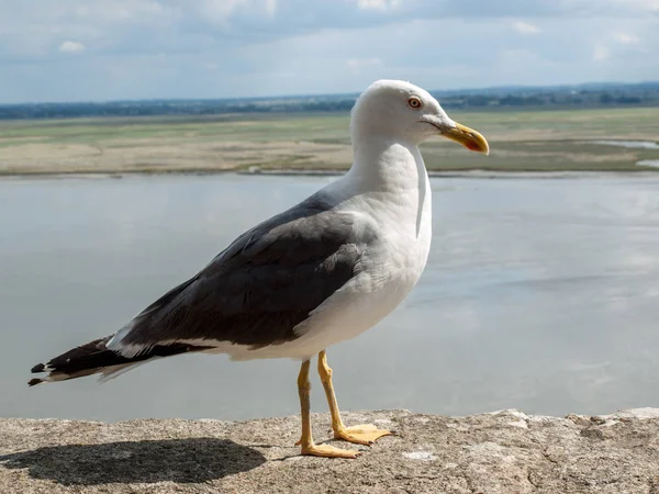 Möwe Mont Saint Michel Mittelalterliche Befestigte Abtei Und Dorf Auf — Stockfoto