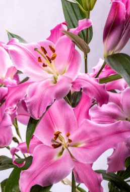 Pembe zambak çiçeklerine yakın çekim. Bu cinsteki türlerin yaygın isimleri arasında peri çiçeği zephyr zambak zambağı sihirli Atamasco zambağı ve yağmur zambağı bulunur..